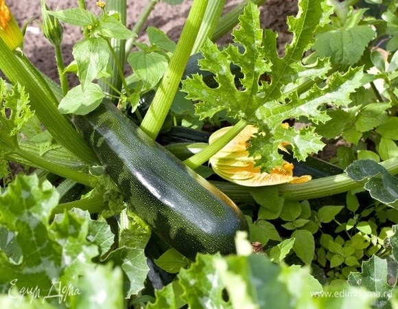 Как и когда сажать кабачки на рассаду — биолог дала советы для получения богатого урожая