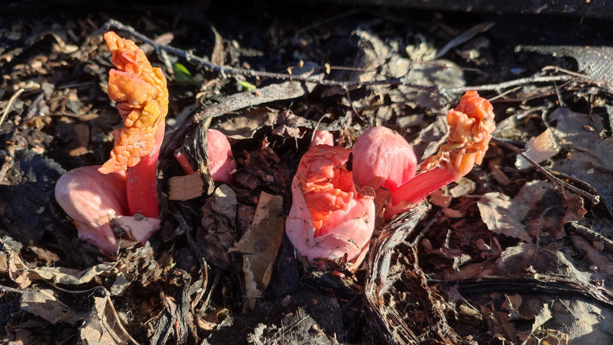 Всходит ревень