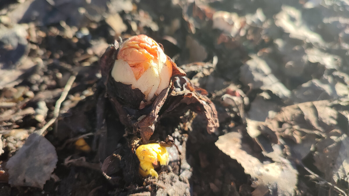 И это тоже ревень