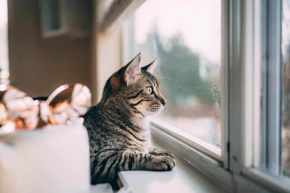    Кот у окна, погода. Источник: unsplash.com