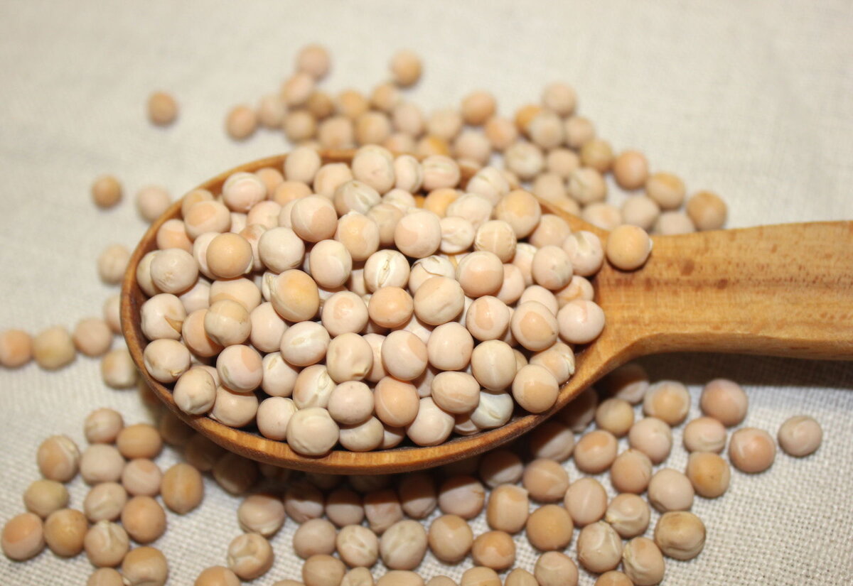 Горох для рыбалки на леща