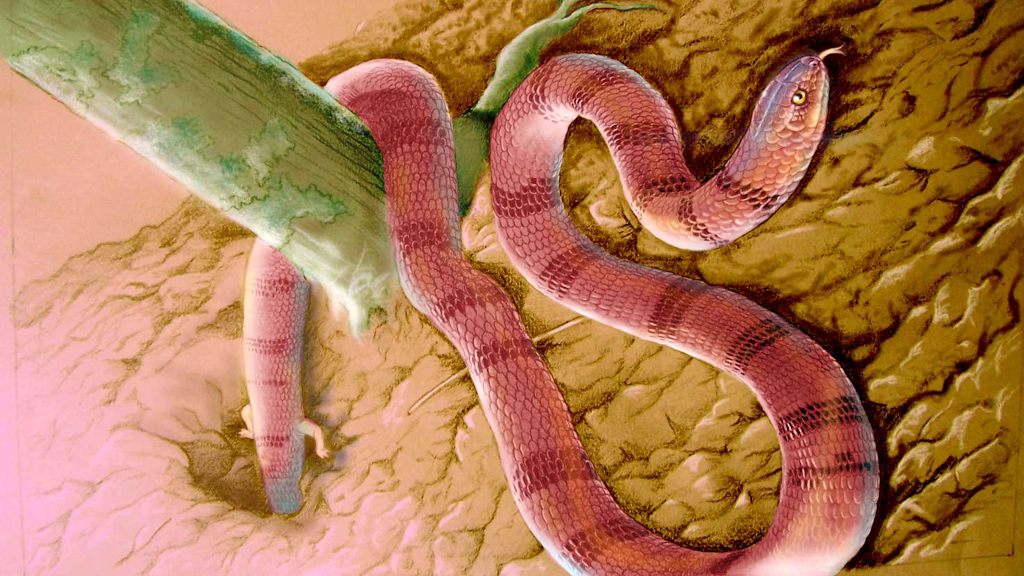 У первых змей ещё были рудиментарные задние ноги.