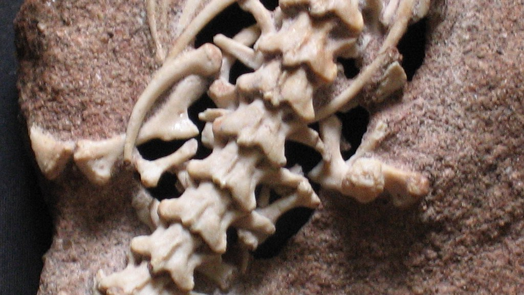 На окаменелостях они видны ещё лучше.