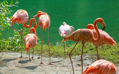 КУДА СХОДИТЬ В НОВОСИБИРСКЕ С 18 ПО 24 АПРЕЛЯ