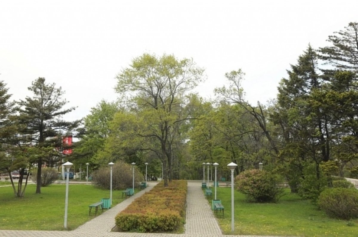    Следком проверяет законность вырубки берёзовой рощи в Находке