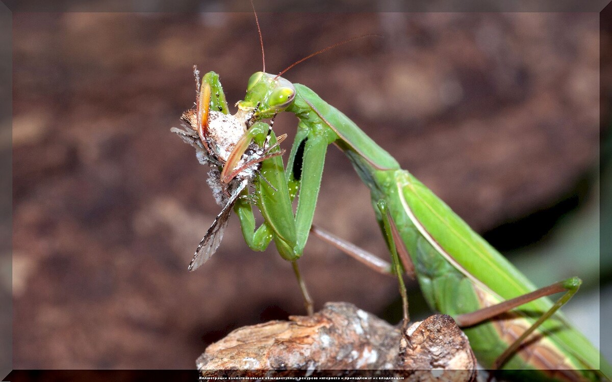 https://vk.com/photo-159774511_457267195. Богомол на охоте
