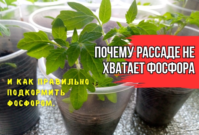 Почему мы неправильно подкармливаем рассаду фосфором: когда удобрения не подкормят и не полезны. И когда подкормки вносить без толку