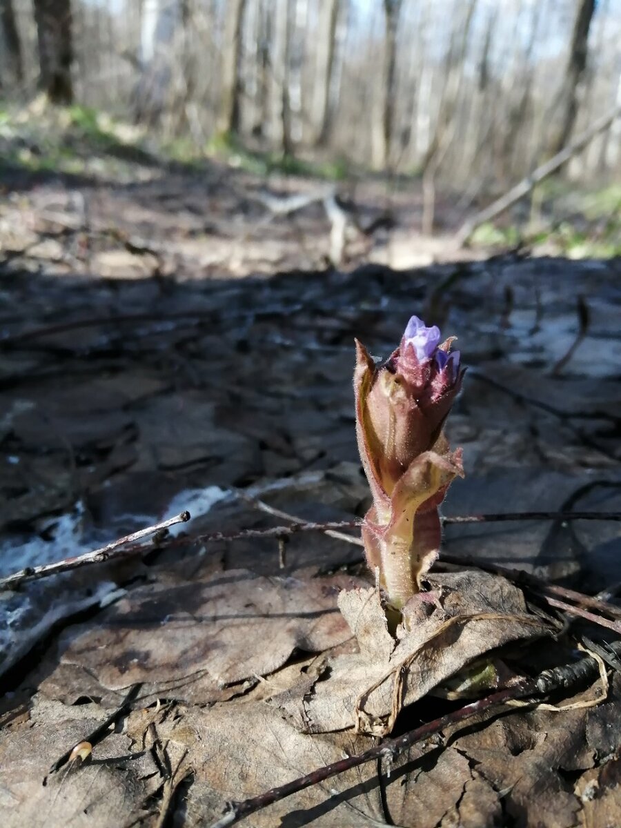 Медуница. Фото автора