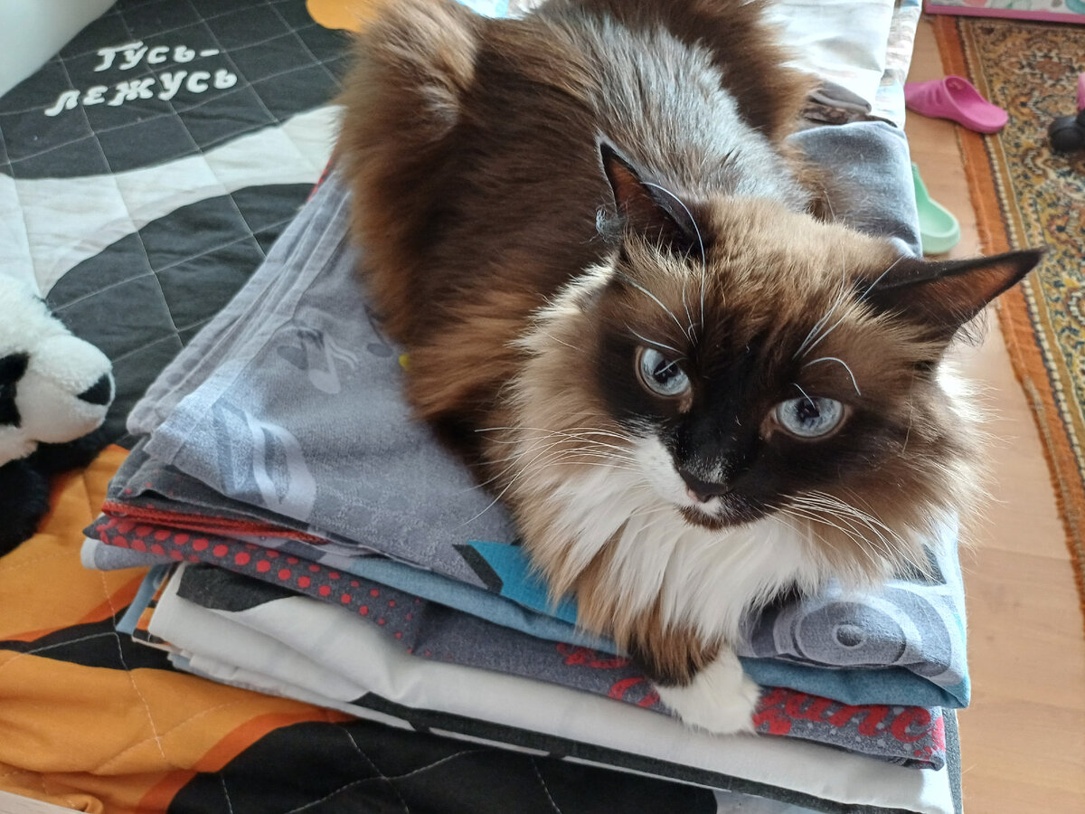 Согнала с тепленького белья и получила легкий кусь.