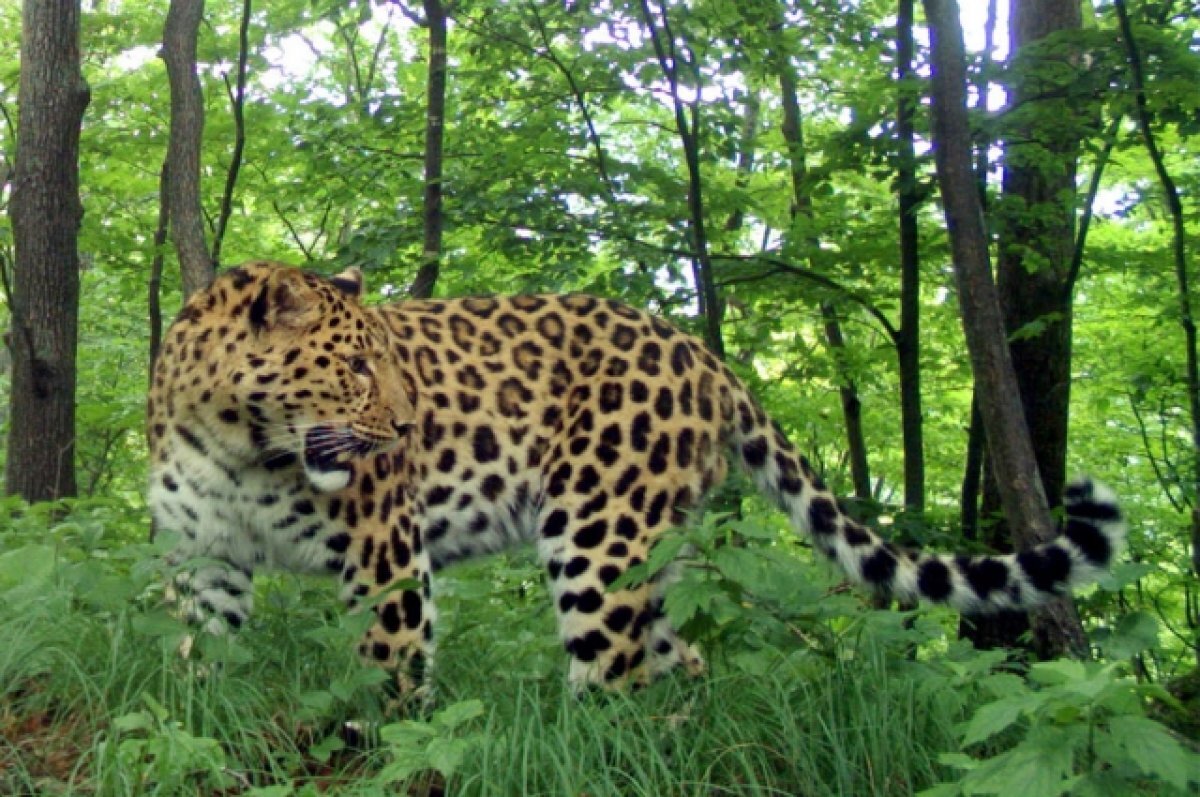    "Земля леопарда" подвела итоги 10-летнего фотомониторинга диких животных