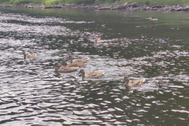    В живописной реке Лысьве водится множество уток. Фото: Из личного архива/ Алексей Терёхин