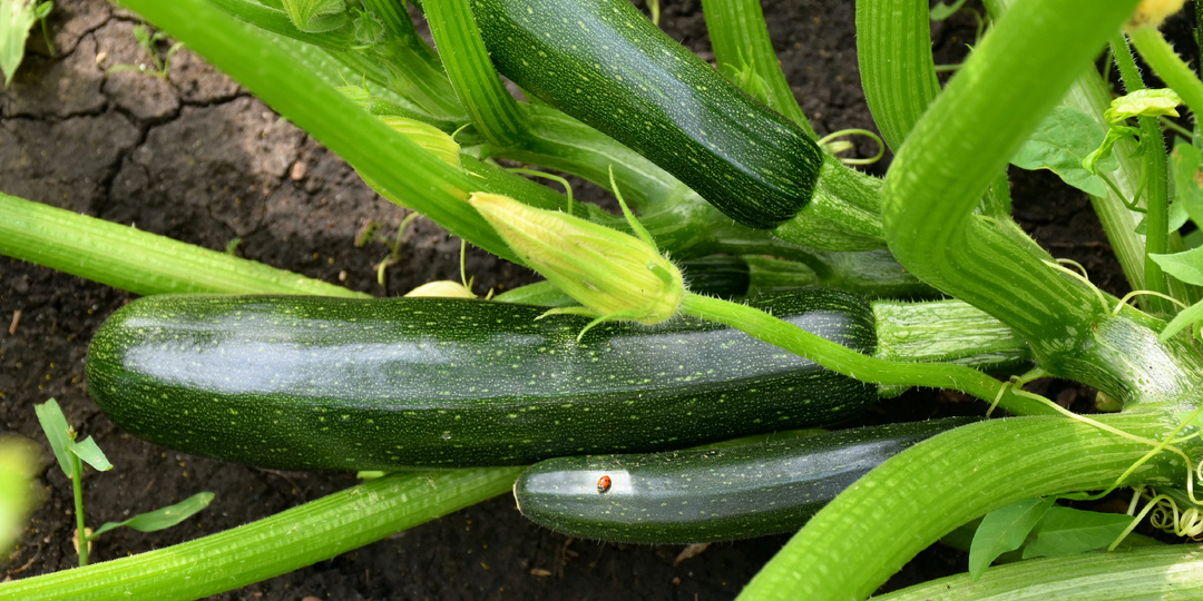 Как получить самый ранний урожай кабачков в открытом грунте. Никакого замачивания и рассады. Ни кормить ни поливать не надо