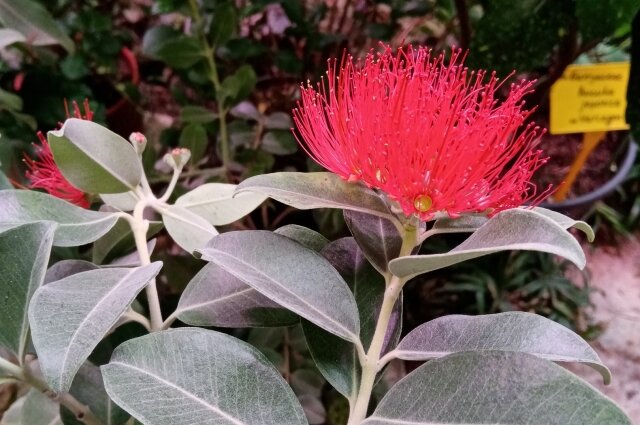    В Ботсаду ПГНИУ одна из самых крупнейших коллекций растений. Фото: АиФ-Прикамье/ Ирина Вервильская