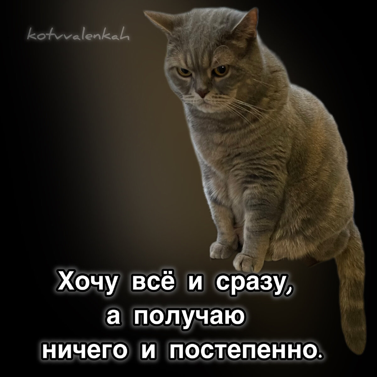 МЕМОрандум субботы отВальная🧦отменяется! | Кот в валенках Марсель | Дзен