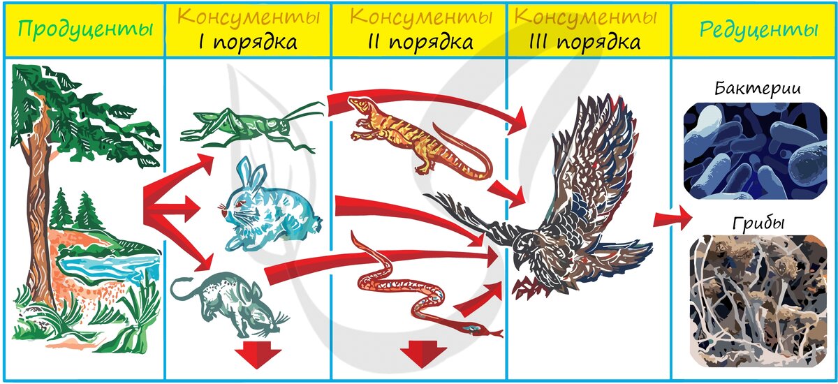 Начальным звеном пищевой цепи являются консументы