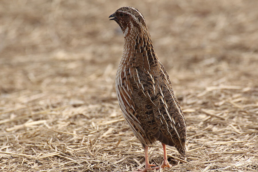 – Солистов долго выбирали, избранных держали в тыквенных сосудах, покрытых белой тряпицей, которые подвешивали под виноградником над топчанами. Чувствительные создания берегли, заносили в дом, если поднимался ветер, ведь пичуги, повинуясь биологическим инстинктам, замолкали в ожидании ливня, или бури. В такие дома по выходным приходили любители перепелиного пения, часто приносили в узелках своих подобных питомцев, чтобы птицы могли посоревноваться. В таком, как сейчас сказали бы, «клубе» по интересам участники рассаживались, заваривали чай, неспешно беседовали, и ждали, когда какая-нибудь пташка подаст голос. Тогда певчих перепелов держали и в домах для душевного спокойствия, возможности просыпаться утром с пением перепёлки. Увлечение объединяло узкий круг истинных любителей и ценителей такого изысканного удовольствия. Степень приручения покоряет: бывало, что перепел пел, сидя на руке хозяина, не боялся посторонних людей. На территории современного Туркменистана следы интересной традиции сохранялись в северо-восточной части страны и Ахалском оазисе ещё во второй половине прошлого века. Теперь она стала совершенно редка.