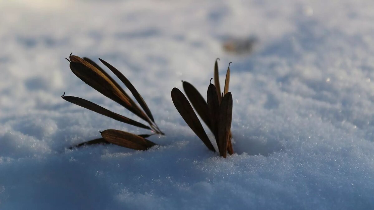     Источник: 1MI