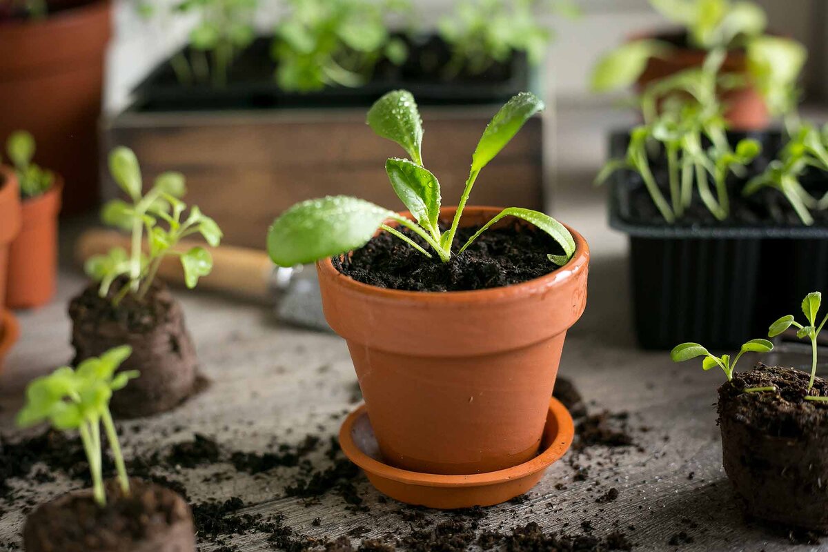 Рассада шпината. Автор фото Елена Якимова / Greenfingers