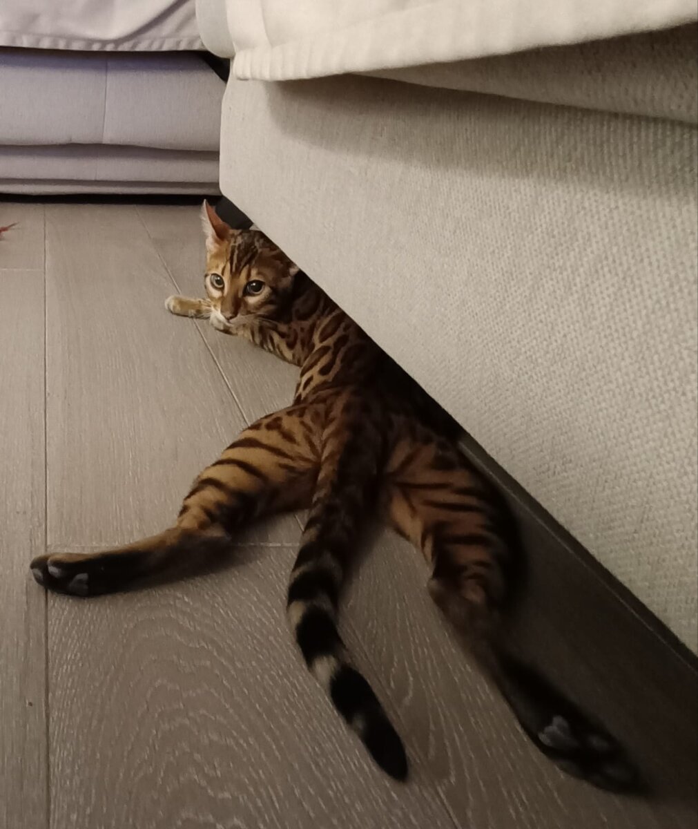 Видно же, что нахал 