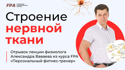 Download Video: Строение нервной ткани | Ассоциация Профессионалов Фитнеса (FPA)