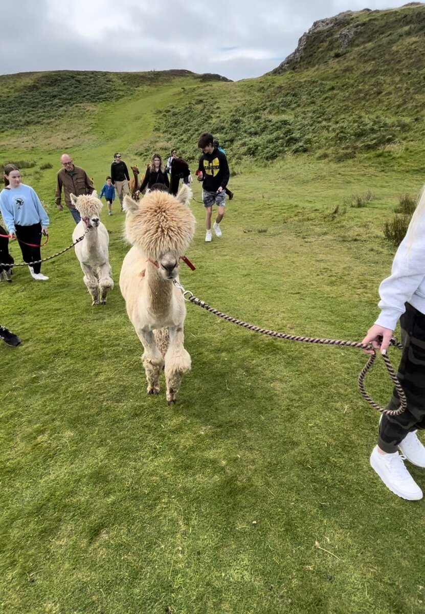 Прогулка с ламами в графстве Донегол