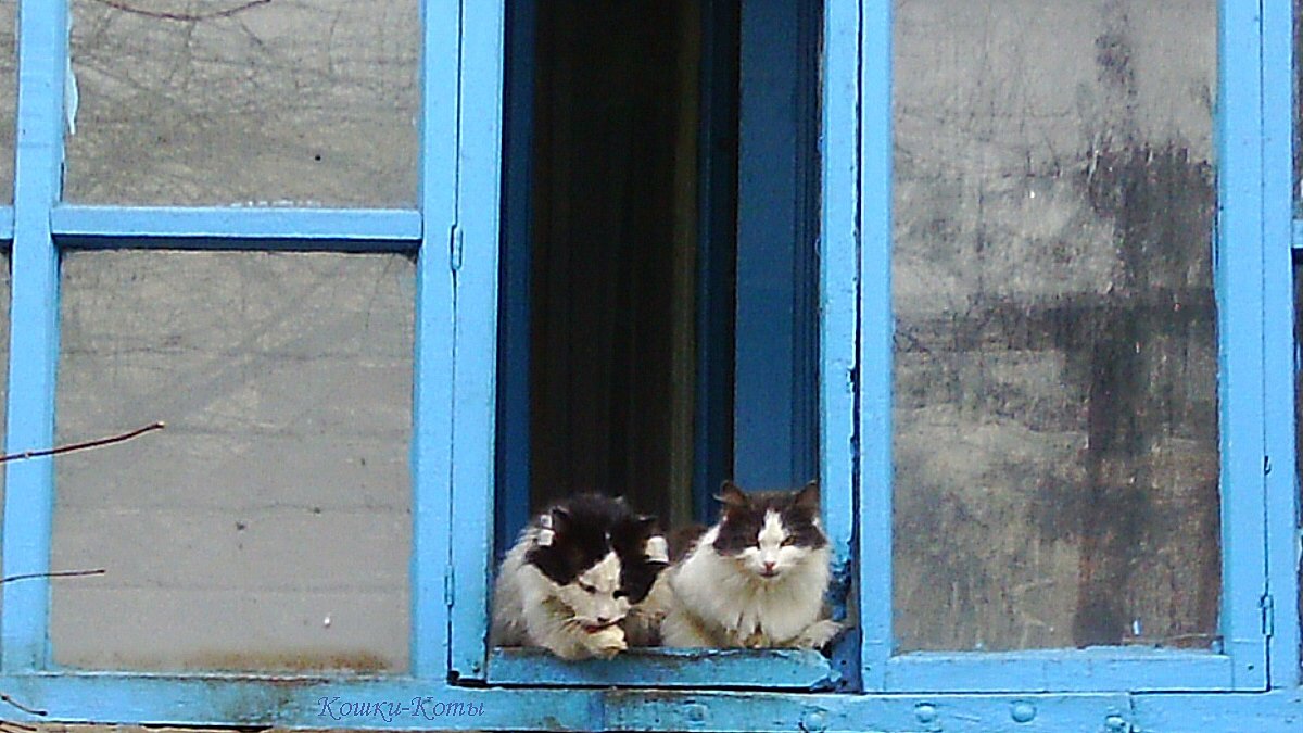 У котов, как и у людей, бывают двойники. А у всех двойников есть свой праздник. 