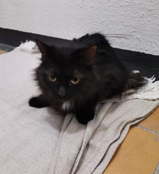 Кошка Дуся, пушистая нежность