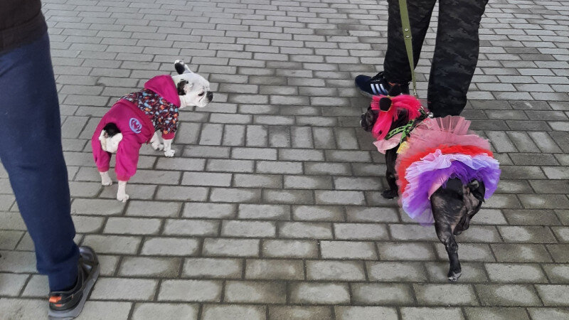     Собачий модный приговор в Барнауле. Лариса Васильева