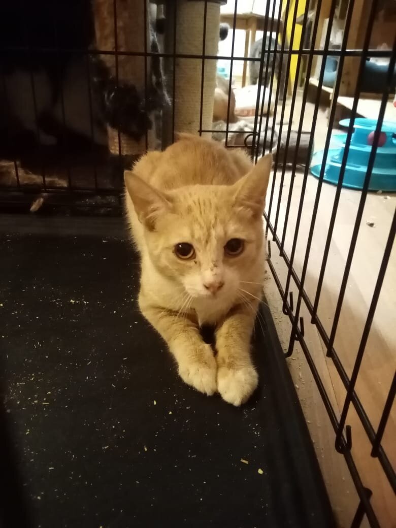 Рыжий котенок 5 месяцев ищет дом