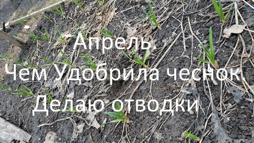 Апрель // Чем Удобрила чеснок // Делаю отводки