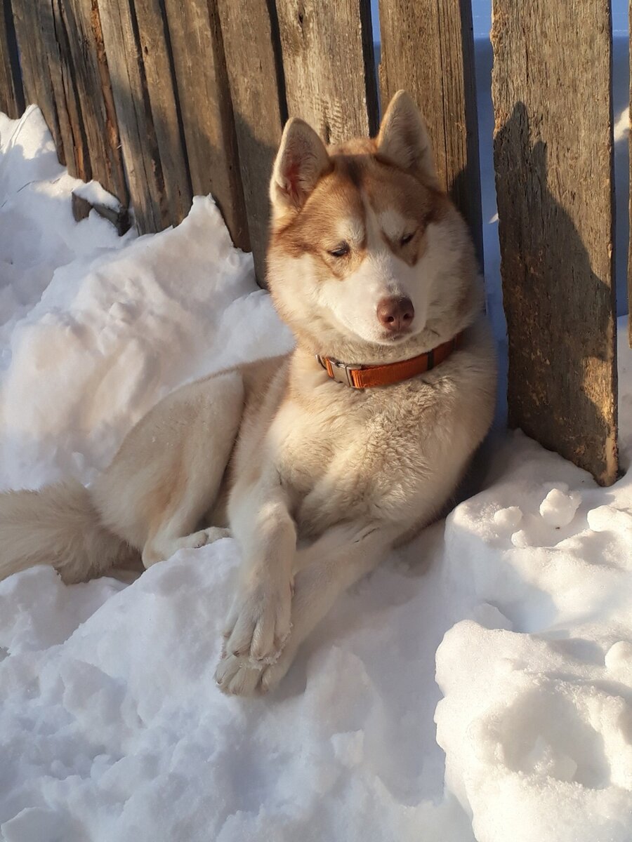 Зовут Снежка 