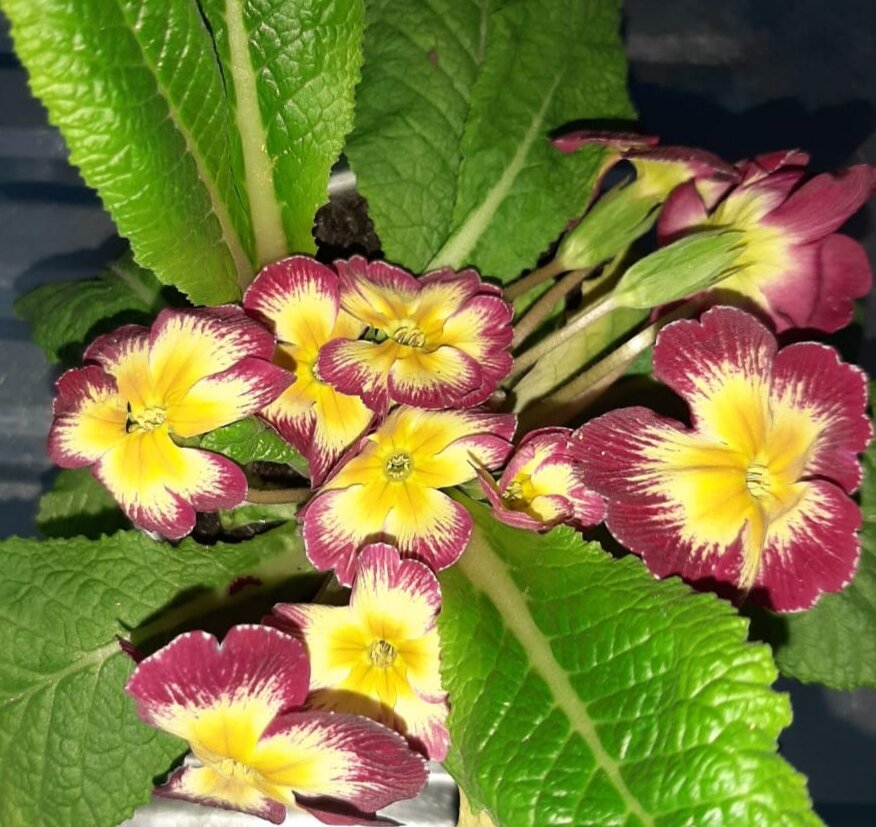 Нежность и красота