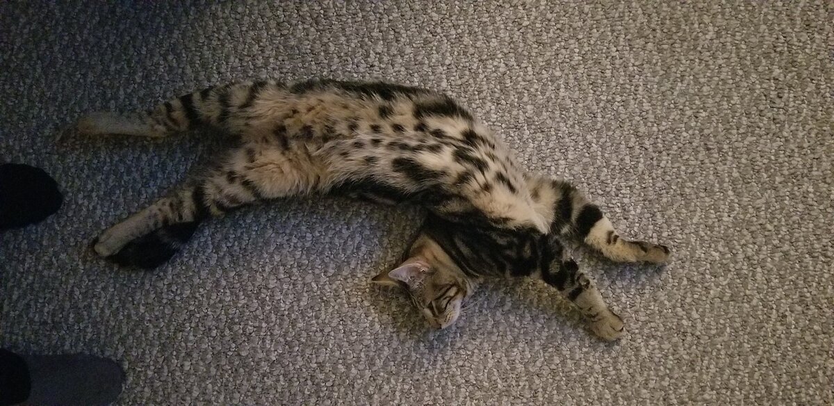 5 причин, почему кошкам нравится лежать на спине | Мур - Мяу | Дзен