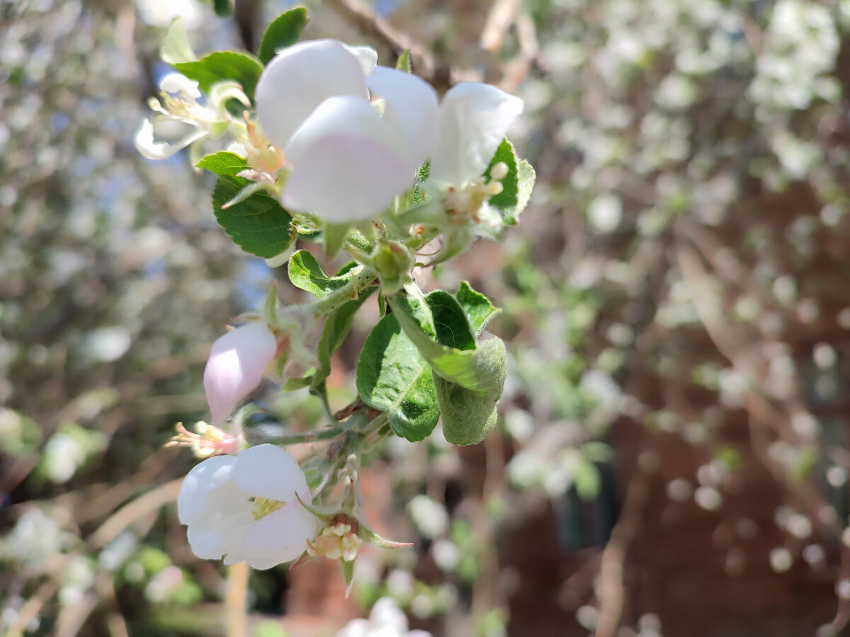 Яблоня цветёт