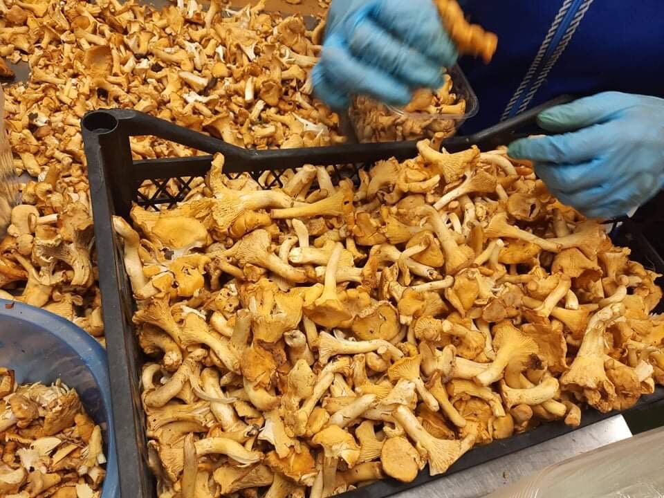 Промышленный сбор натуральной лисички….Пользуется огромным спросом в России и Европе