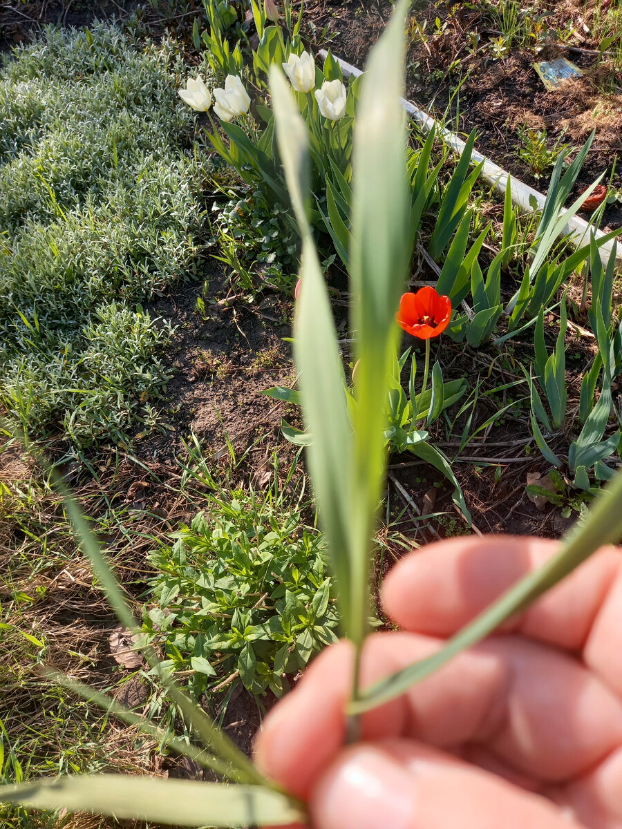 Сахарный душ для осоки: как избавляться от сорняка и почему мы не можем ...