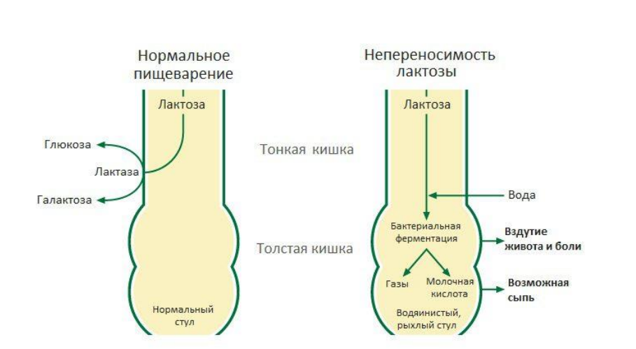Лактаза вырабатывается