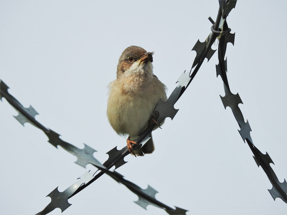 Каких птиц можно встретить на очистных? | Братья и сестры птицы | Дзен