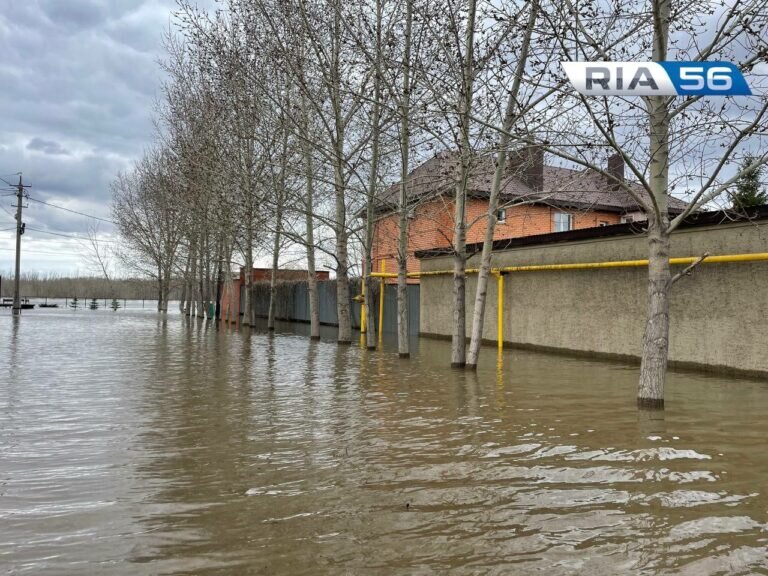    Что делать оренбуржцам при обнаружении павших животных на подтопленной территории Кристина Просвиркина