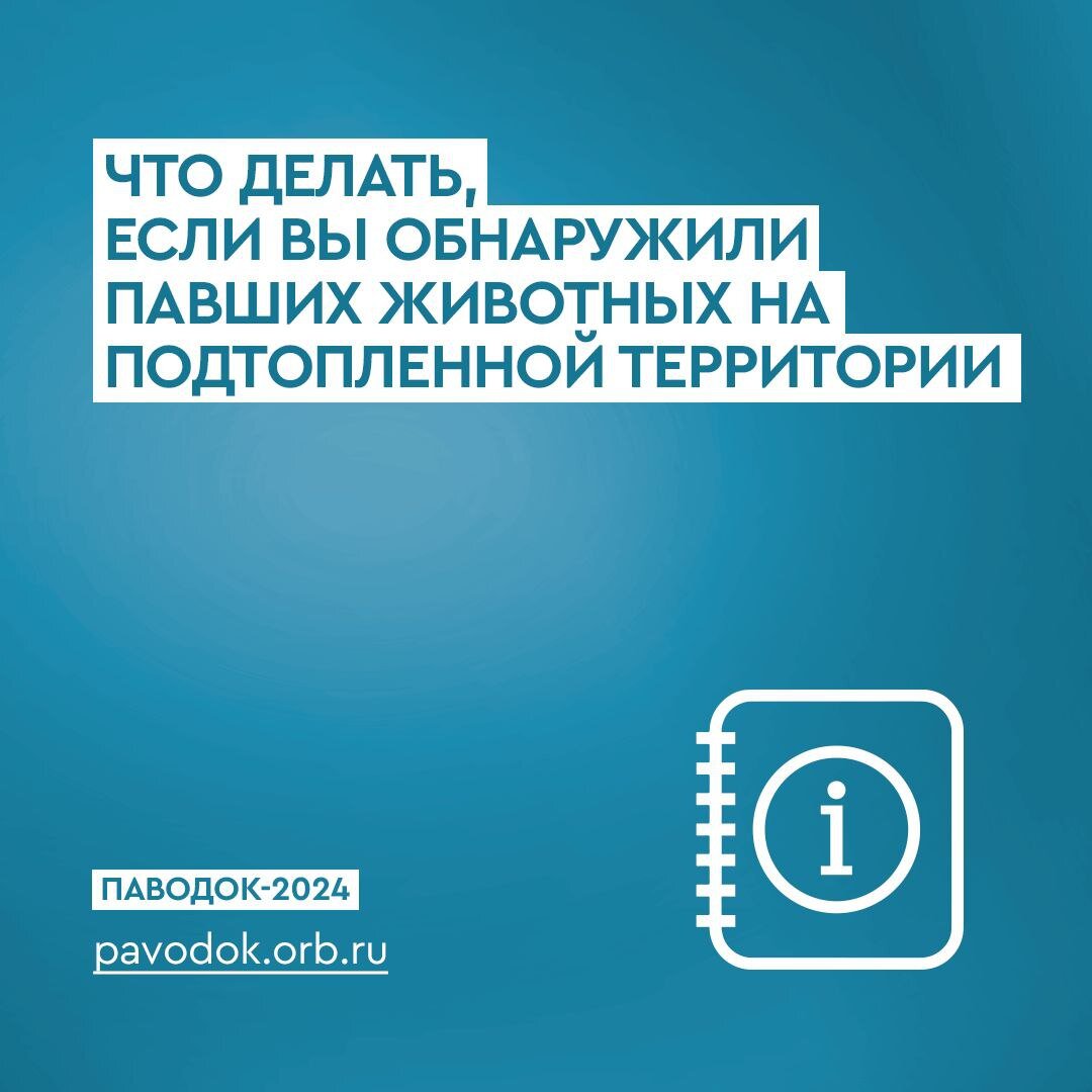  📷    Что делать оренбуржцам при обнаружении павших животных на подтопленной территории Кристина Просвиркина