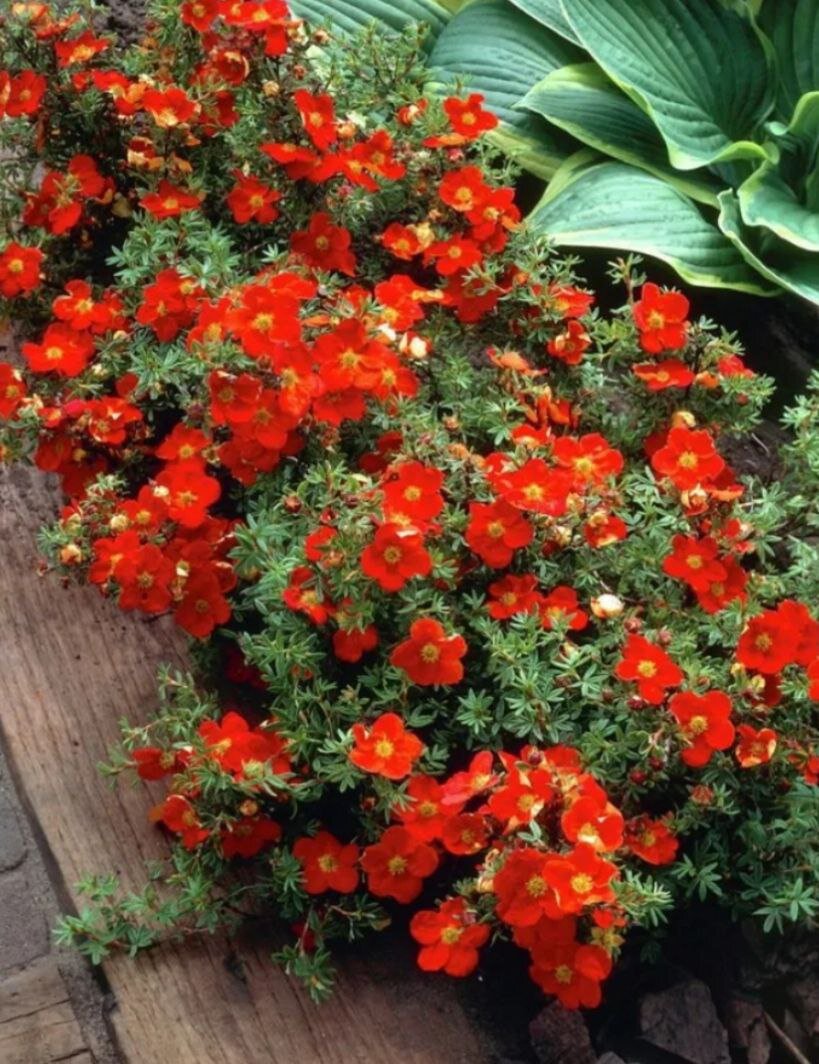 Лапчатка красная, фото из интернета.