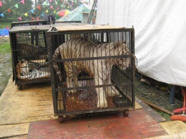 😢😿Давайте прекратим издеваться над животными!