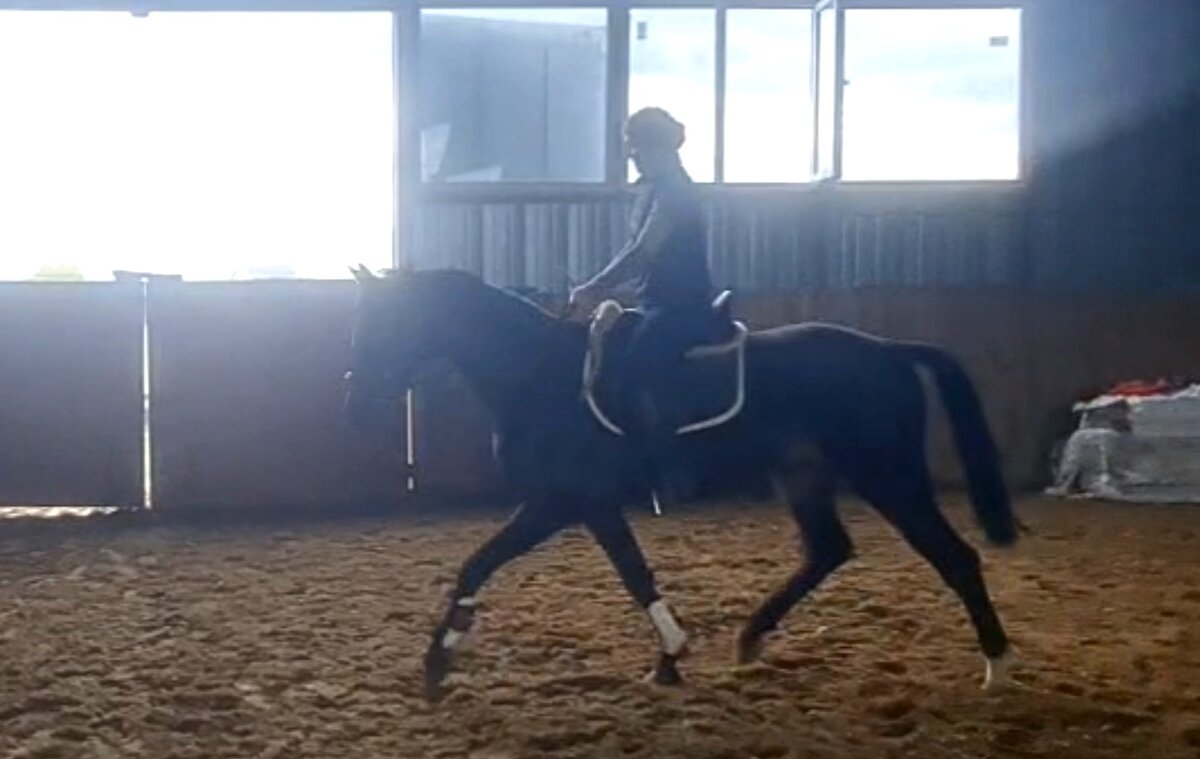 Невер, 3 года, первый раз рысь верхом