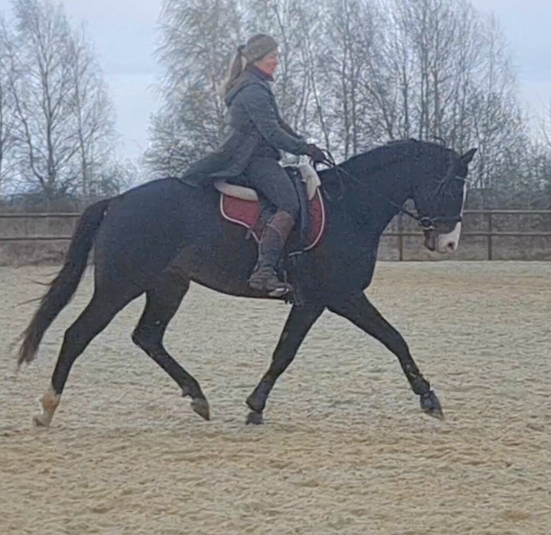 Империал, 5 лет, 1.5 года верховой работы