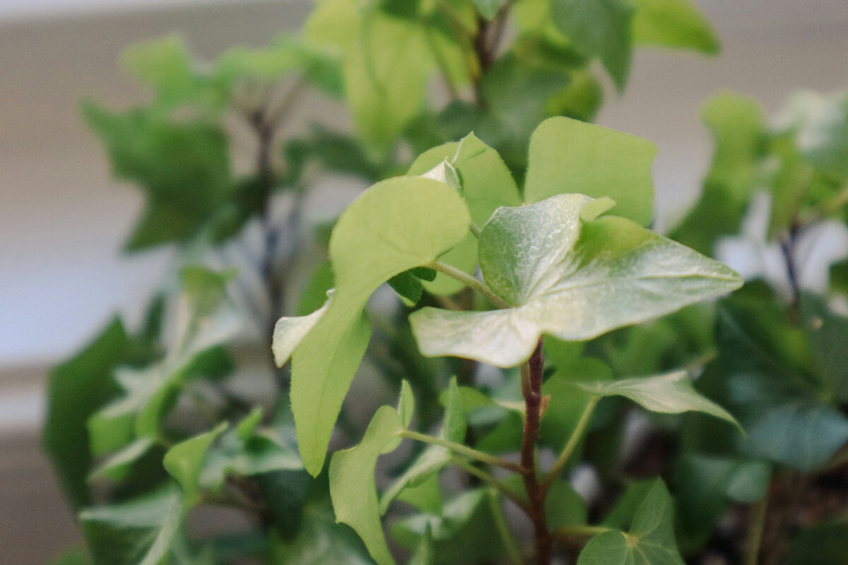 Английский плющ 