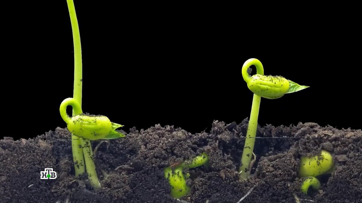    Дачные мошенники: как продавцы семян и саженцев обманывают садоводов