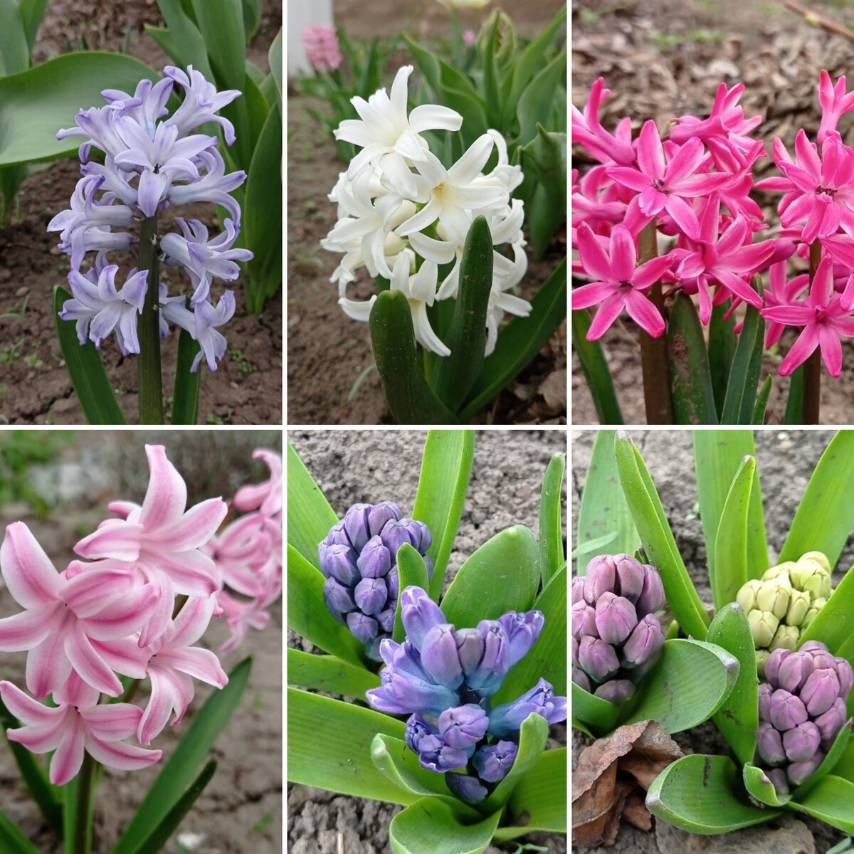 Гиацинты автора