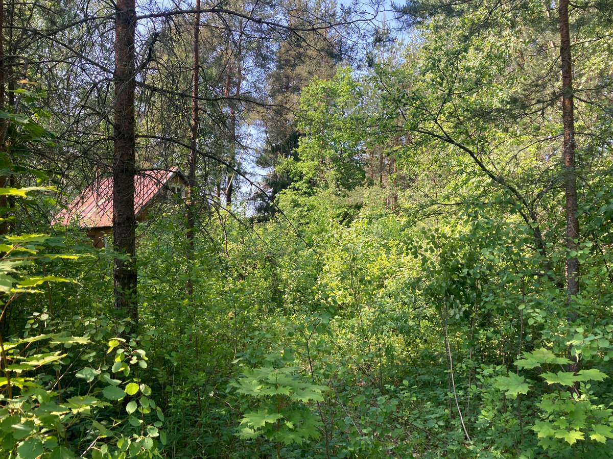 Судя по подросшему лесу участком не занимались лет 15! 