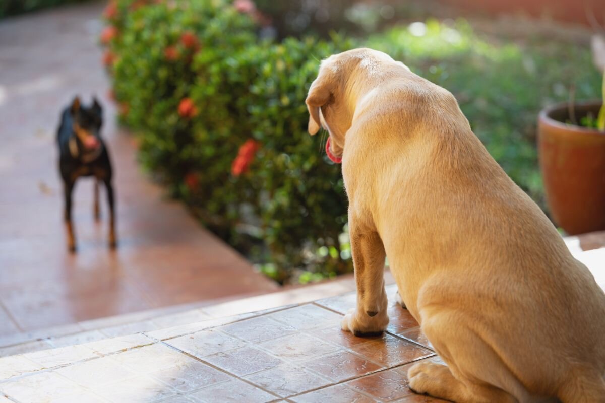 Теория доминирования у собак: современный подход бихевиористов | Dog Breeds  | Дзен