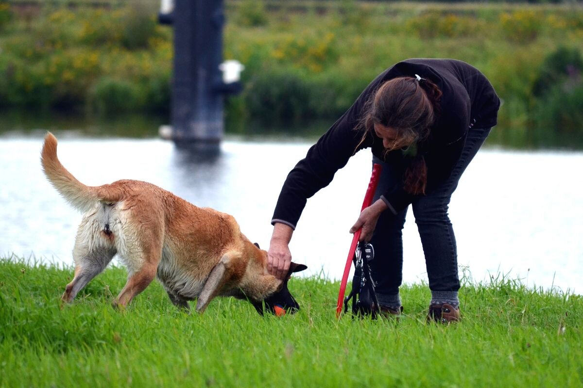 Теория доминирования у собак: современный подход бихевиористов | Dog Breeds  | Дзен